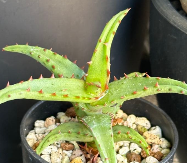 Aloe castilloniae 10 Pieces Seeds