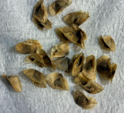 Aloe pillansii 10 Pieces Seeds