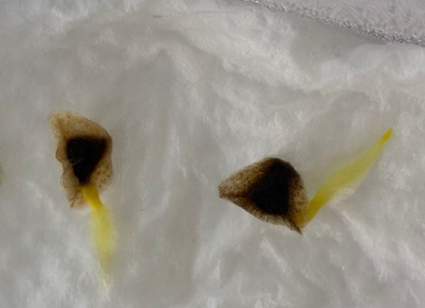 Aloe pillansii 10 Pieces Seeds