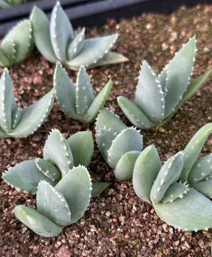 Aloe pillansii 10 Pieces Seeds