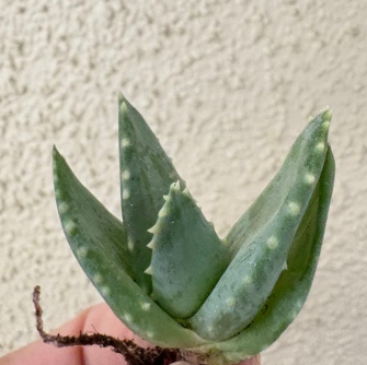 Aloe pillansii 10 Pieces Seeds