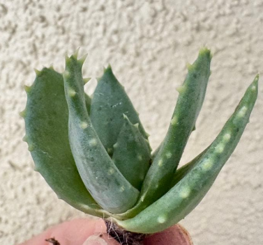Aloe pillansii 10 Pieces Seeds