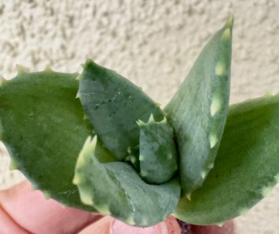 Aloe pillansii 10 Pieces Seeds