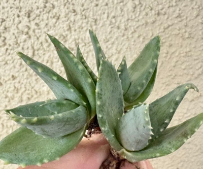 Aloe pillansii 10 Pieces Seeds