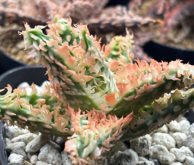 Aloe hybrid "Belfiore" 10 Pieces Seeds