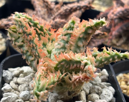 Aloe hybrid "Belfiore" 10 Pieces Seeds