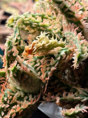 Aloe hybrid "Belfiore" 10 Pieces Seeds