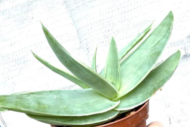 Aloe striata 20 Pieces Seeds