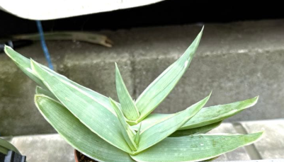 Aloe striata 20 Pieces Seeds