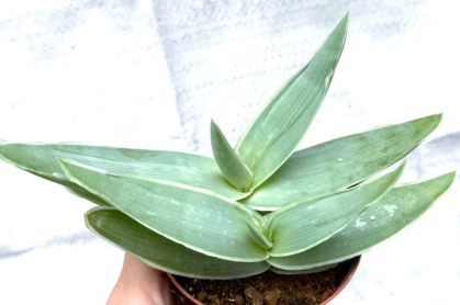 Aloe striata 20 Pieces Seeds