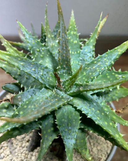 Aloe erinacea 20 Pieces Seeds