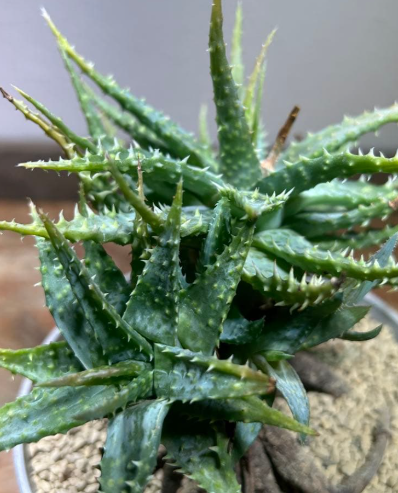Aloe erinacea 20 Pieces Seeds