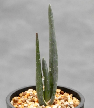 Aloe suzannae 20 Pieces Seeds