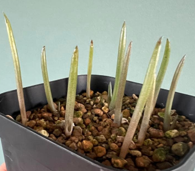 Aloe suzannae 20 Pieces Seeds