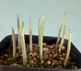 Aloe suzannae 20 Pieces Seeds