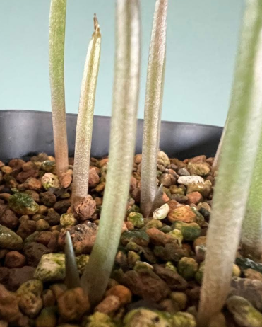 Aloe suzannae 20 Pieces Seeds