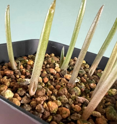 Aloe suzannae 20 Pieces Seeds