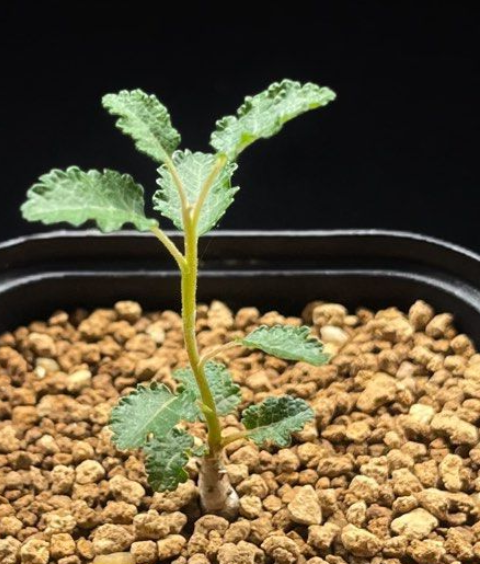 Boswellia Hesperia 3 Pieces Seeds