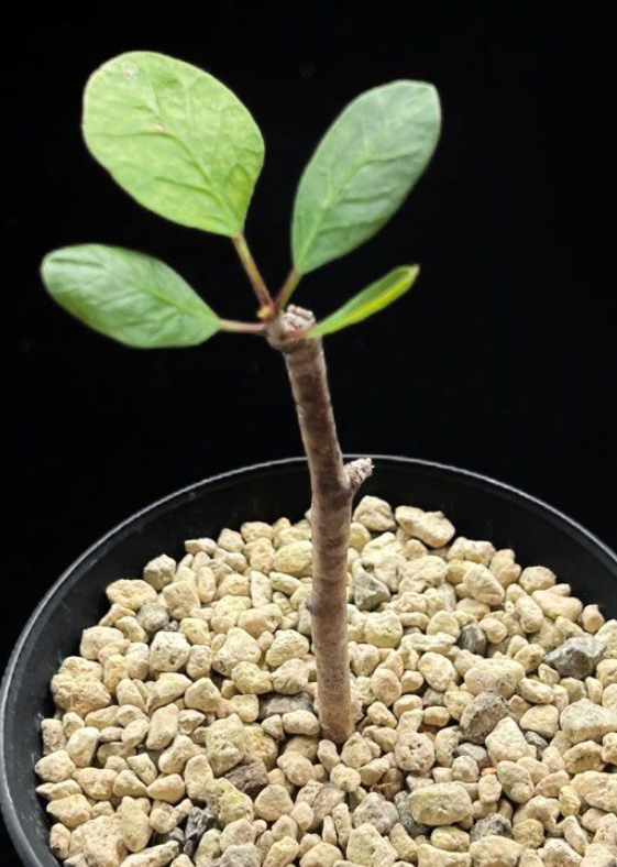 Bursera schlechtendalii 5 Pieces Seeds