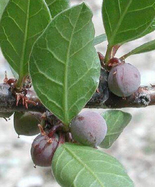 Bursera schlechtendalii 5 Pieces Seeds