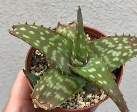 Aloe maculata 'Soap Aloe' 10 Pieces Seeds