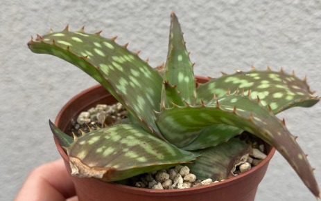 Aloe maculata 'Soap Aloe' 10 Pieces Seeds