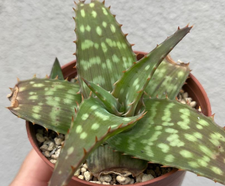 Aloe maculata 'Soap Aloe' 10 Pieces Seeds