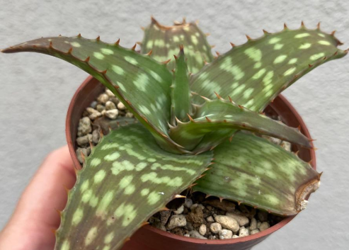 Aloe maculata 'Soap Aloe' 10 Pieces Seeds