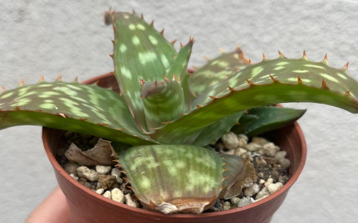 Aloe maculata 'Soap Aloe' 10 Pieces Seeds