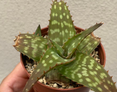 Aloe maculata 'Soap Aloe' 10 Pieces Seeds