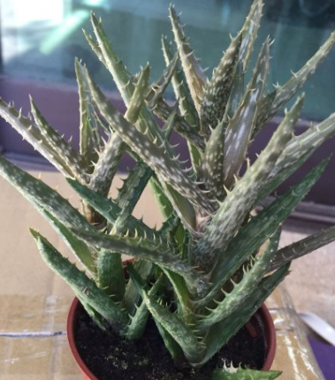 Aloe Juvenna 'Tiger Tooth Aloe' 10 Pieces Seeds