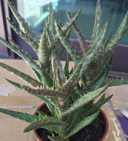 Aloe Juvenna 'Tiger Tooth Aloe' 10 Pieces Seeds