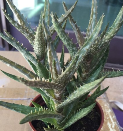 Aloe Juvenna 'Tiger Tooth Aloe' 10 Pieces Seeds