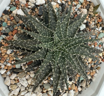 Aloe barbadensis 'Miller' 10 Pieces Seeds