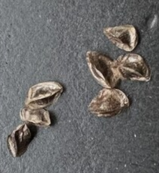 Aloe nobilis 10 Pieces Seeds