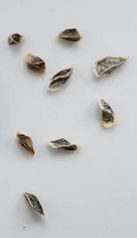Aloe pachydactylos 10 Pieces Seeds