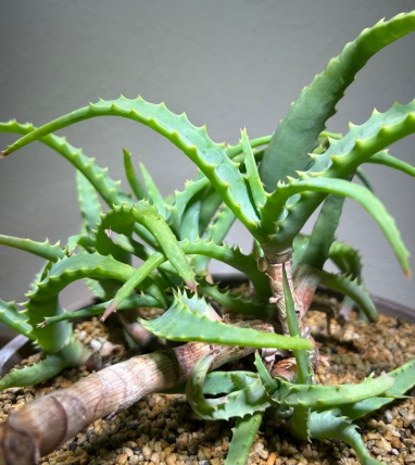 Aloe arborescens × striatula 10 Pieces Seeds