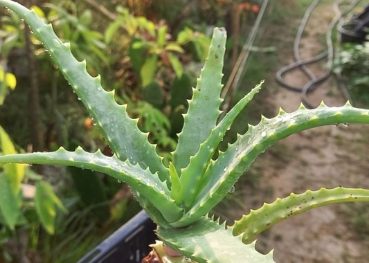 Aloe arborescens 10 Pieces Seeds