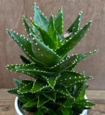 Aloe nobilis 10 Pieces Seeds