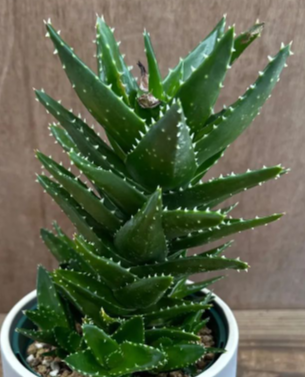 Aloe nobilis 10 Pieces Seeds