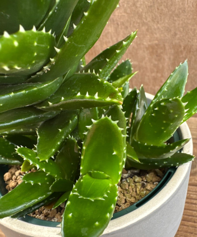 Aloe nobilis 10 Pieces Seeds