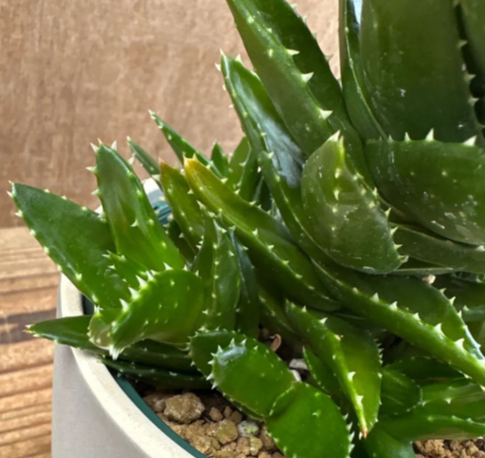 Aloe nobilis 10 Pieces Seeds