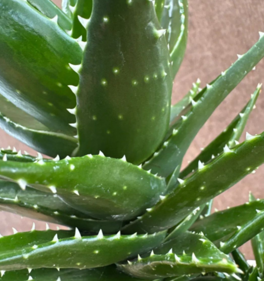 Aloe nobilis 10 Pieces Seeds
