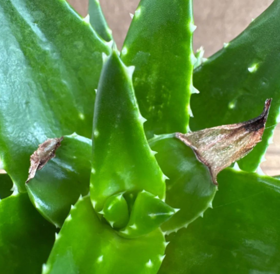 Aloe nobilis 10 Pieces Seeds