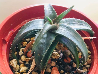Aloe Blue Boy 10 Pieces Seeds