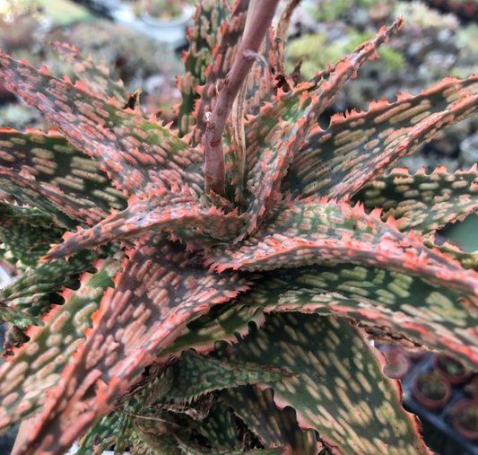 Aloe 'Pink Blush' 10 Pieces Seeds