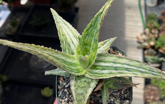 Aloe 'Silver Ridge' 15 Pieces Seeds