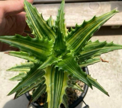 Aloe Congolensis 15 Pieces Seeds