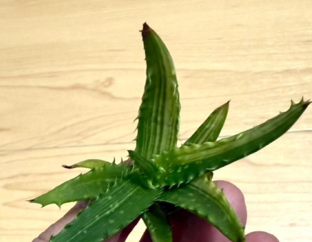Aloe Congolensis 15 Pieces Seeds
