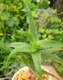 Aloe Ciliaris 15 Pieces Seeds